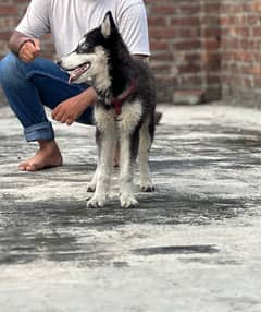 siberian husky female blue eyes