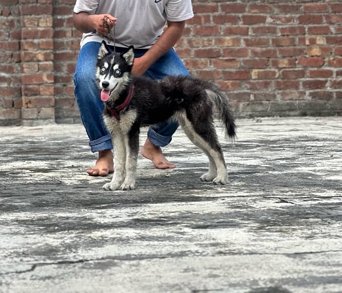 siberian husky female blue eyes 3