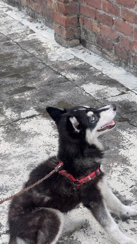 siberian husky female blue eyes 4