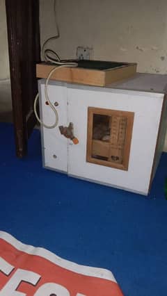 egg incubator capisty 50 egg automatic