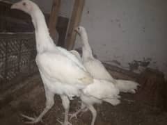 Aseel chicks 4 months