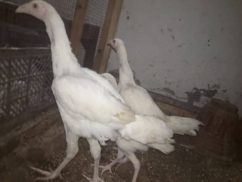 Aseel chicks and Aseel roosters and Hen 2