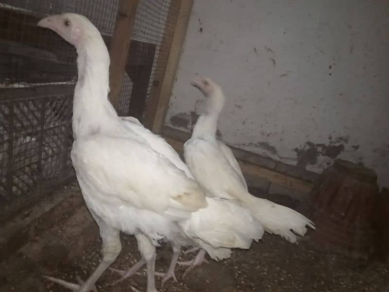 Aseel chicks and Aseel roosters and Hen 3