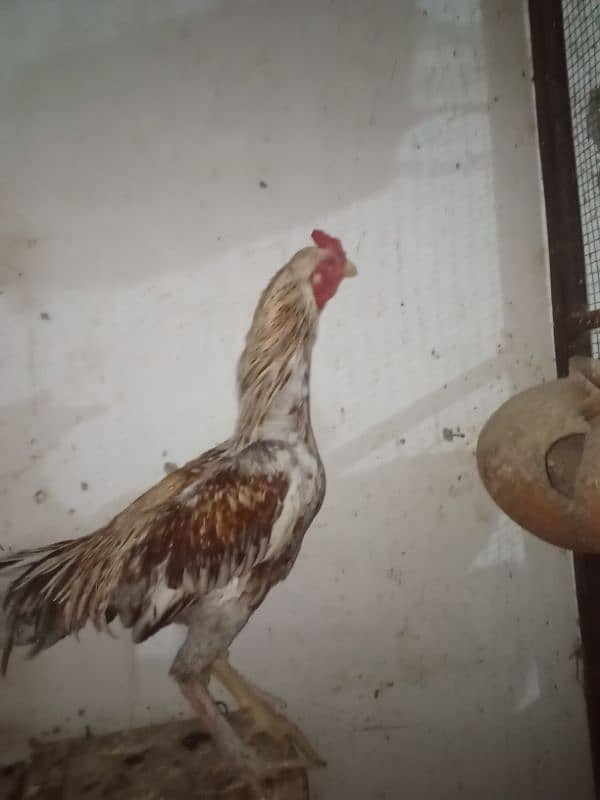 Aseel chicks and Aseel roosters and Hen 5