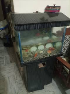 Fish Aquarium for sale one fish