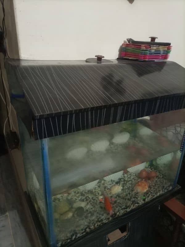 Fish Aquarium for sale one fish 1