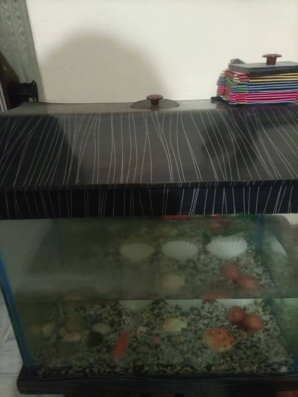 Fish Aquarium for sale one fish 2