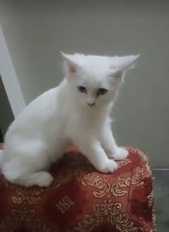 Persian male cat