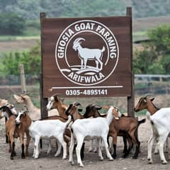 Goats for sale | bakri | Bakra | Teddy | Desi Cross | Mekhi chini