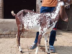 Goats for sale | bakri | Bakra | Teddy | Desi Cross | Mekhi chini