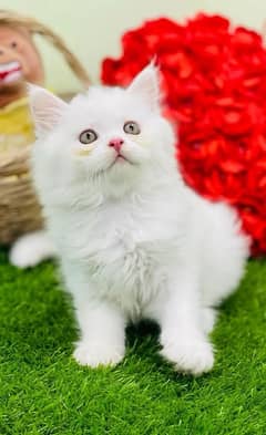 Persian white male Kitten Ready For New Home