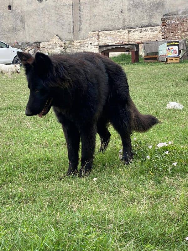 black shepherd double coat female 0