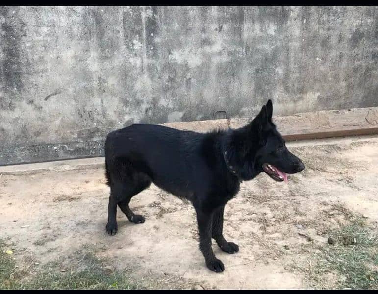 black shepherd double coat female 1