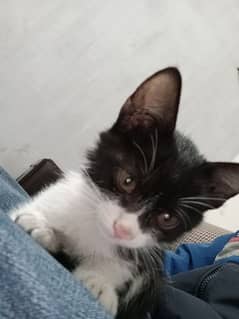 baby cat for adoption