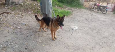 German shepherd female stock coat for sale