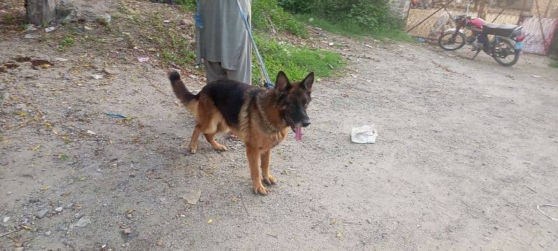 German shepherd female stock coat for sale 0