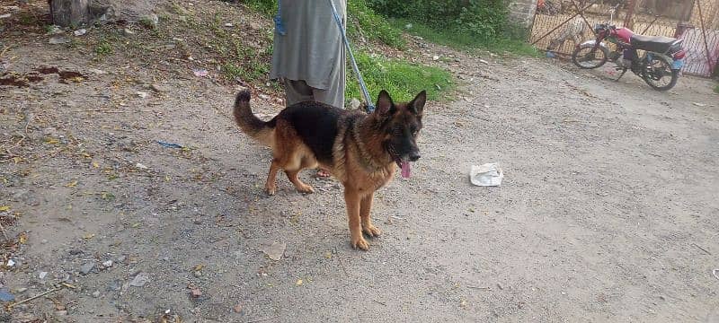 German shepherd female stock coat for sale 1