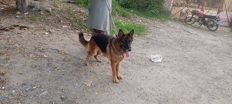 German shepherd female stock coat for sale 2