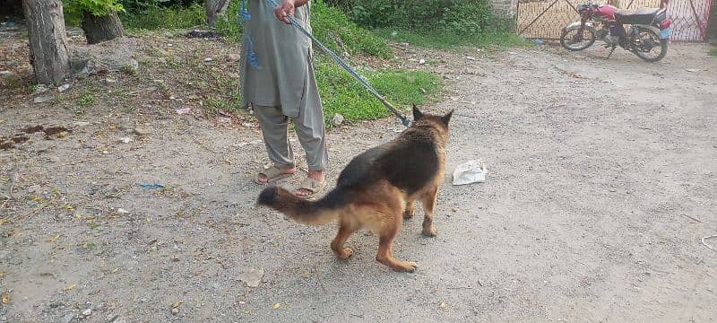 German shepherd female stock coat for sale 3