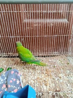 monk female parrot age 3 months 03212971389