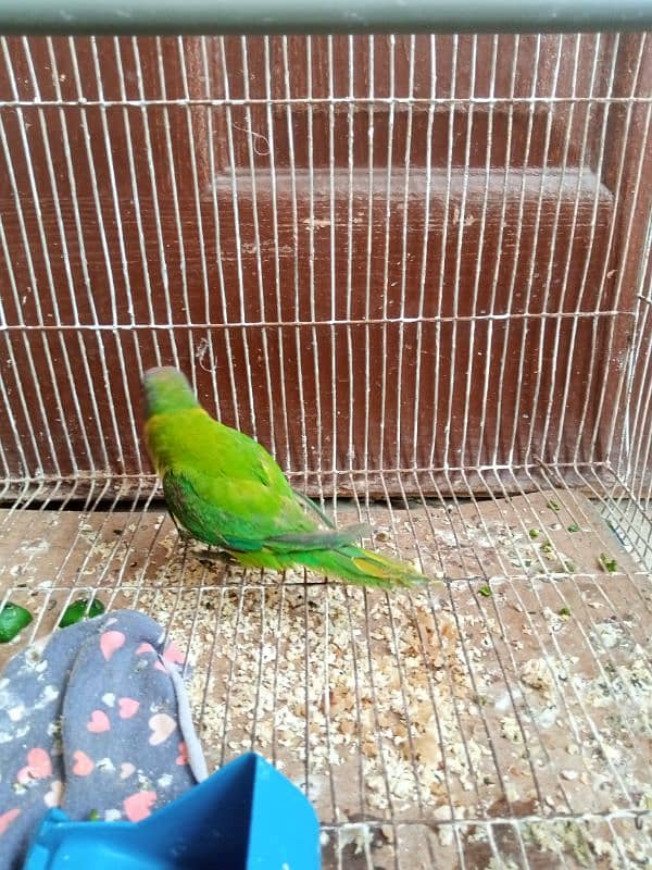 monk female parrot age 3 months 03212971389 0