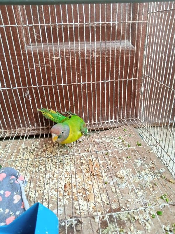 monk female parrot age 3 months 03212971389 1