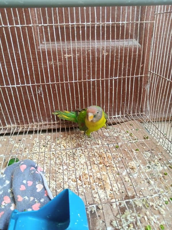 monk female parrot age 3 months 03212971389 2