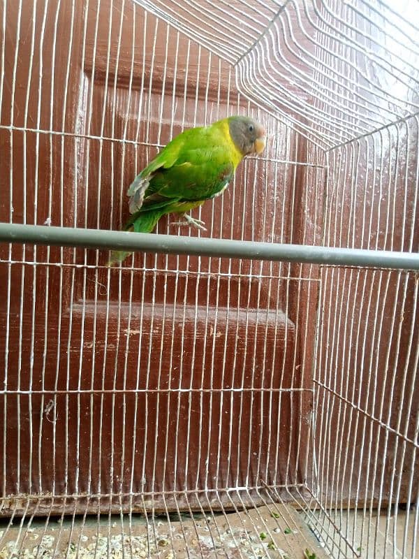 monk female parrot age 3 months 03212971389 3