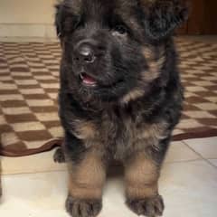 german shepherd pappy my WhatsApp number 03409248037