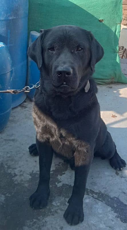 Labrador 03 Years Old 4