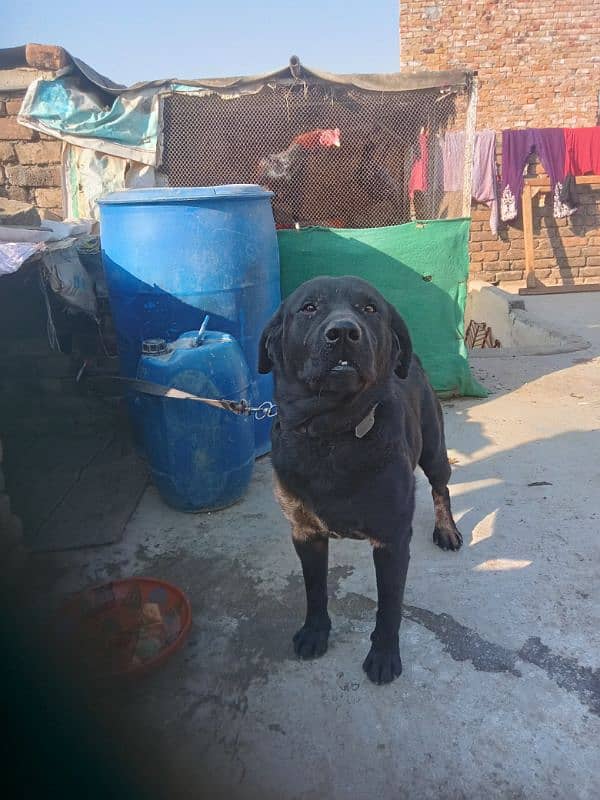 Labrador 03 Years Old 6