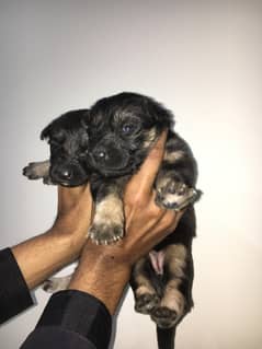 German shepherd puppies