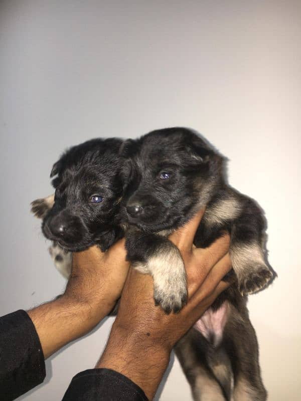 German shepherd puppies 2