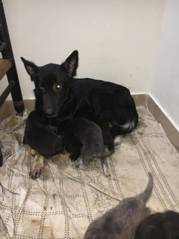 German shepherd puppies 4