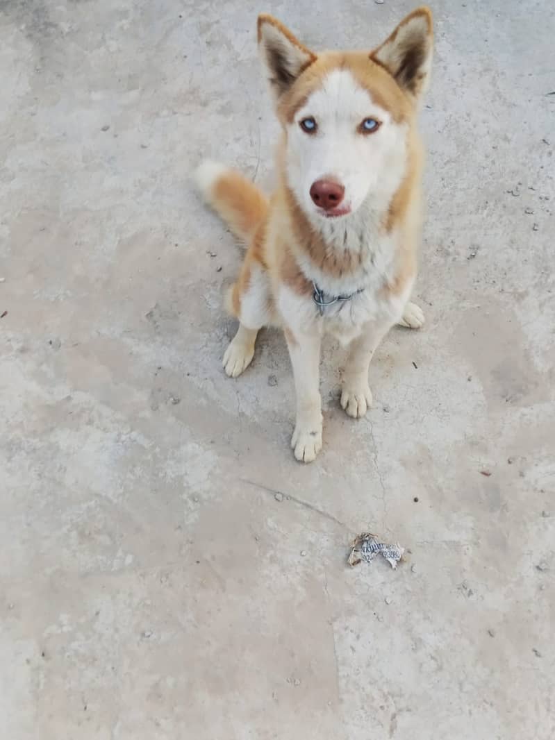 siberian husky II husky Female II Dog for sale II 3