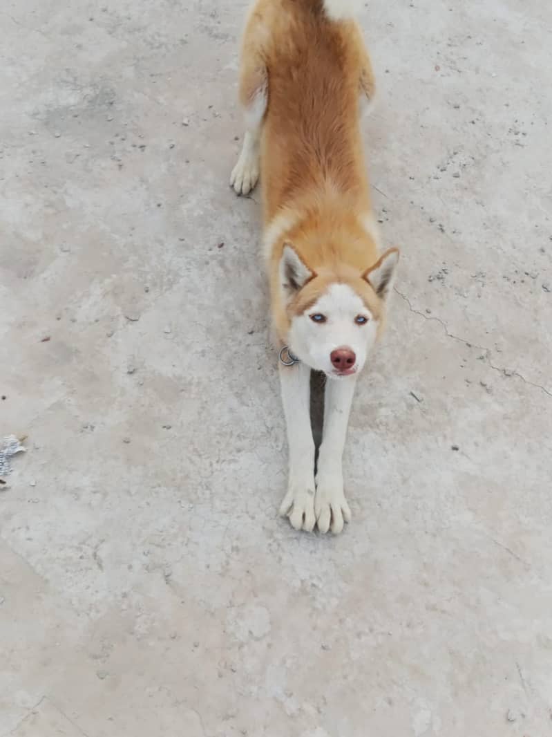 siberian husky II husky Female II Dog for sale II 6