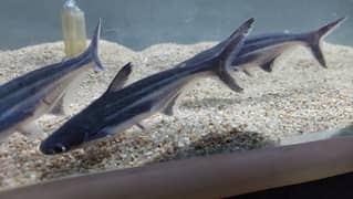 Blue Line Shark Fish Available for sale