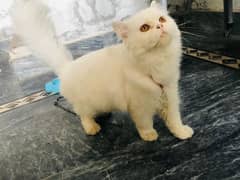 persian cat