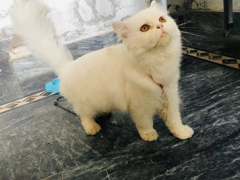 persian cat 0