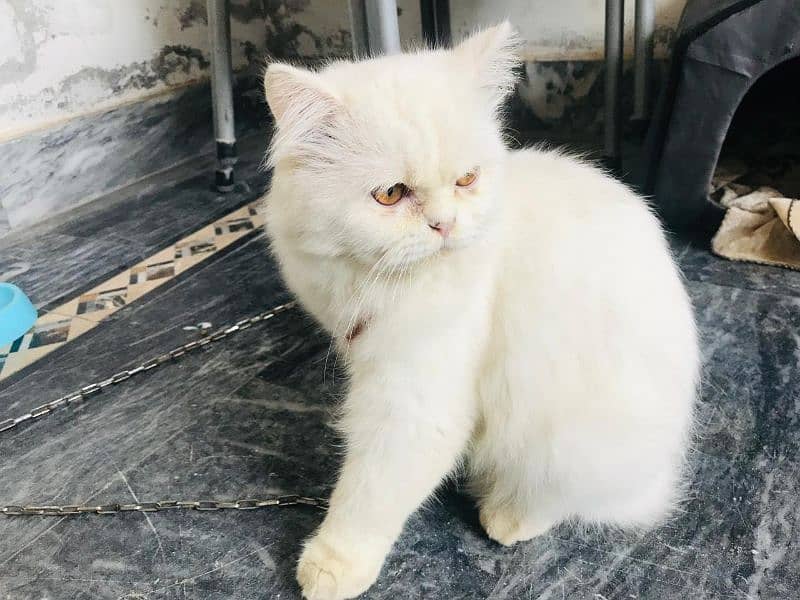 persian cat 1