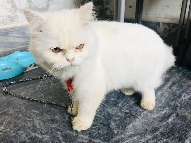 persian cat 2