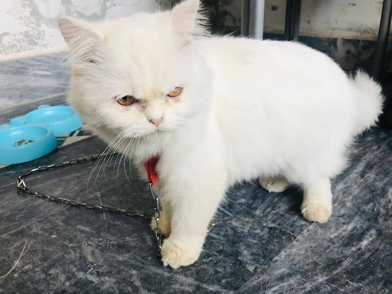 persian cat 4