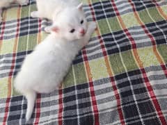 Kittens