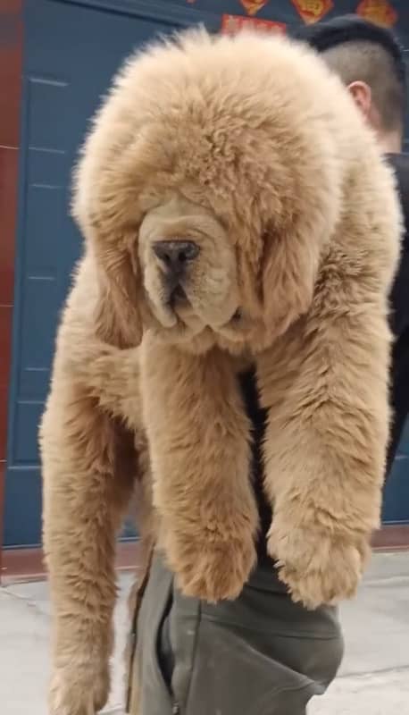 The Giant Tibetan Mastiff Pup available 0