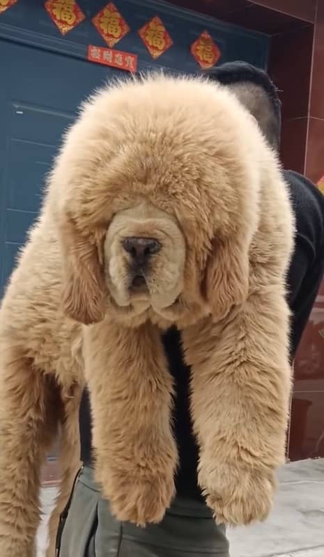 The Giant Tibetan Mastiff Pup available 1