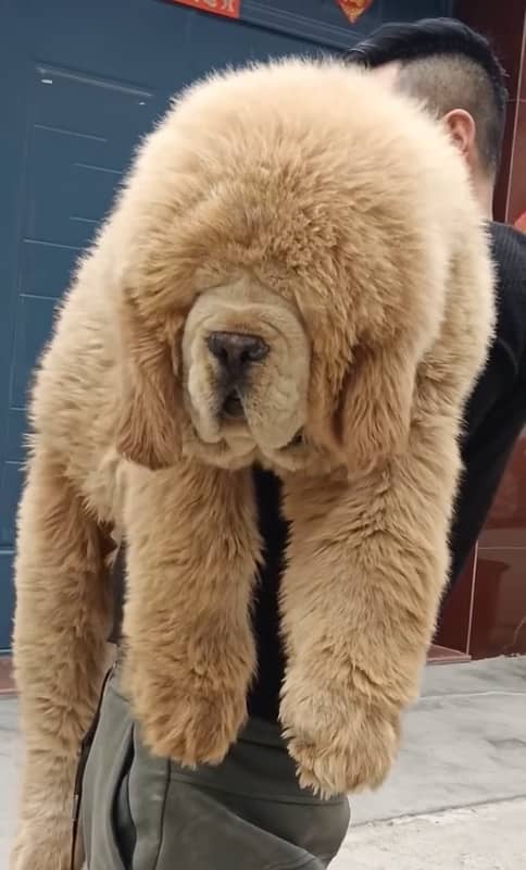 The Giant Tibetan Mastiff Pup available 3