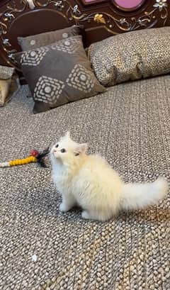 Persian Kitten