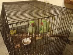 Raw parrot breeder pair