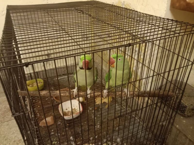 Raw parrot breeder pair 0