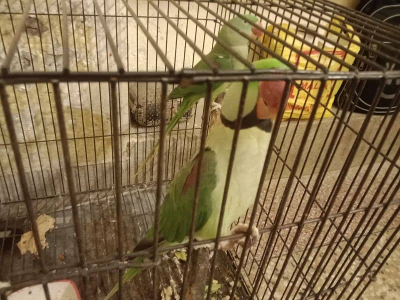 Raw parrot breeder pair 1